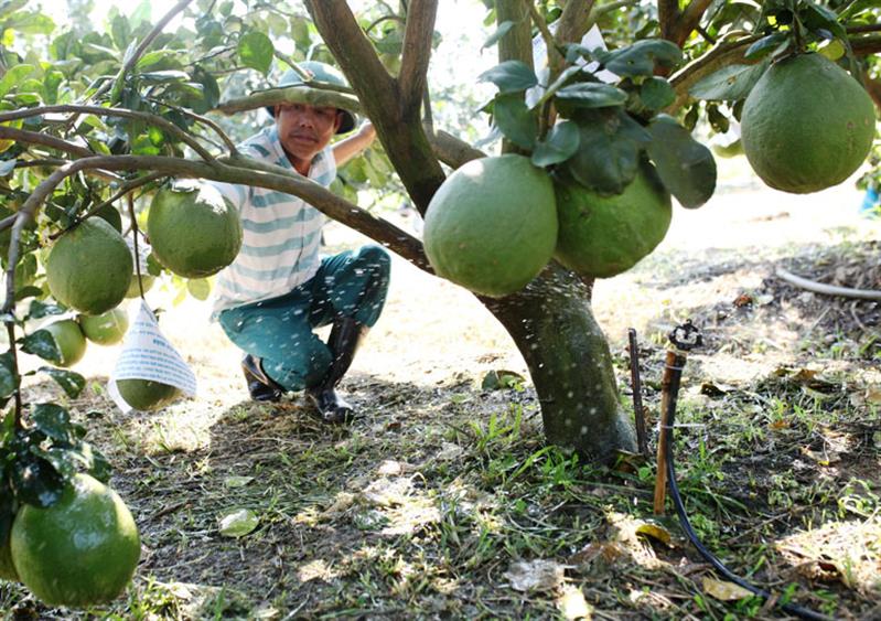 Nhiều diện tích trồng cây ăn quả đã được người dân xây dựng các mô hình tưới nước tiết kiệm; tủ gốc giữ ẩm cho cây, kết hợp tỉa cành tạo tán hợp lý