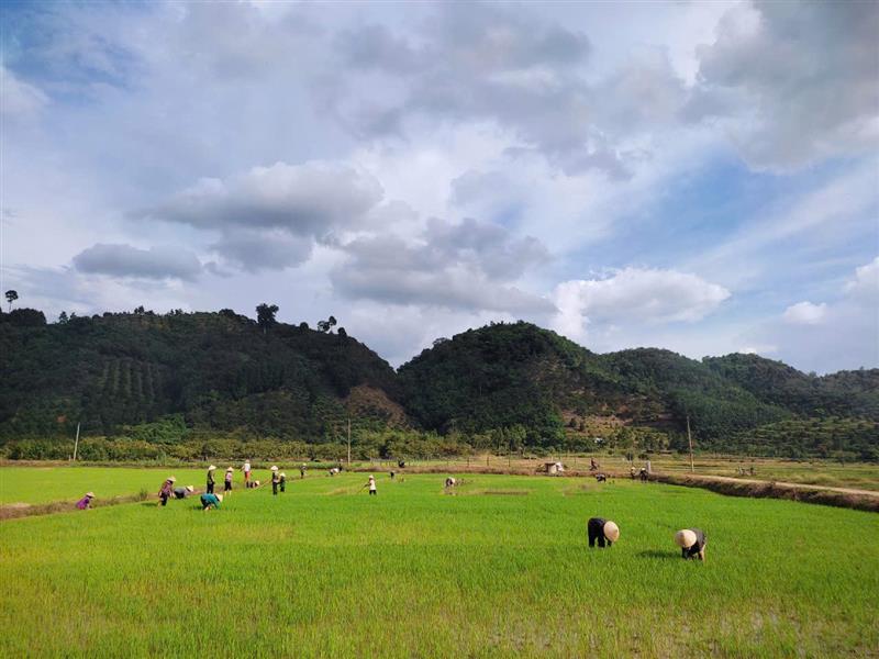 Hội viên tham gia vần đổi công giúp nhau trong sản xuất nông nghiệp