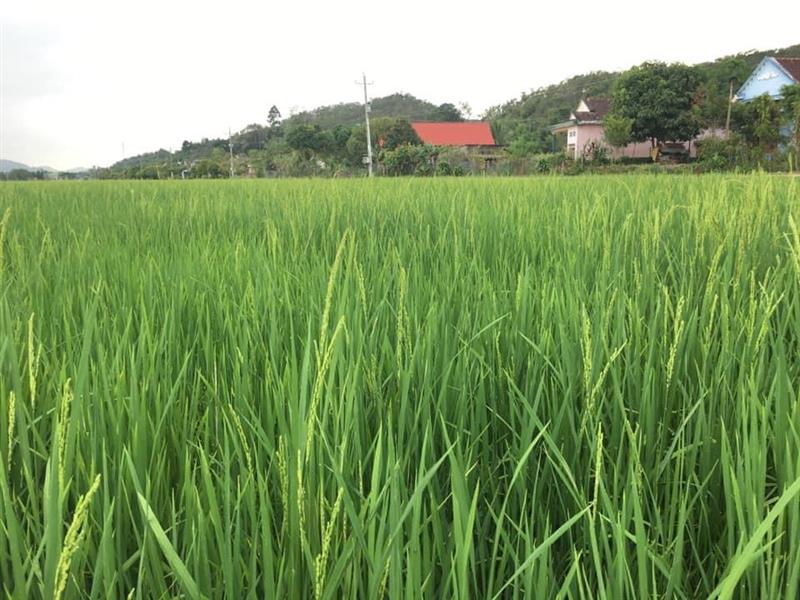 Phát triển cánh đồng lúa hữu cơ, GlobalGAP là 1 trong 3 chương trình trọng tâm triển khai Nghị quyết Đảng bộ xã An Nhơn đến năm 2025