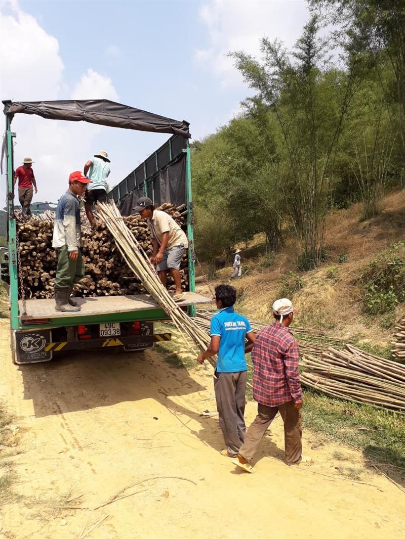 Thu hoạch tre tầm vông