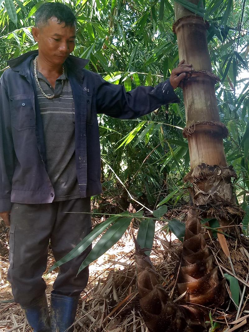 Anh Hải chuẩn bị thu hoạch măng