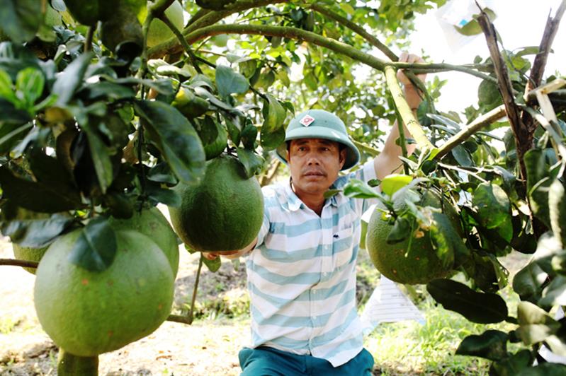 Nhiều diện tích trồng điều hiệu quả thấp trên đất nông nghiệp đã được người dân Đạ Lây chuyển đổi sang trồng các loại cây ăn quả có năng suất, chất lượng cao như bưởi da xanh