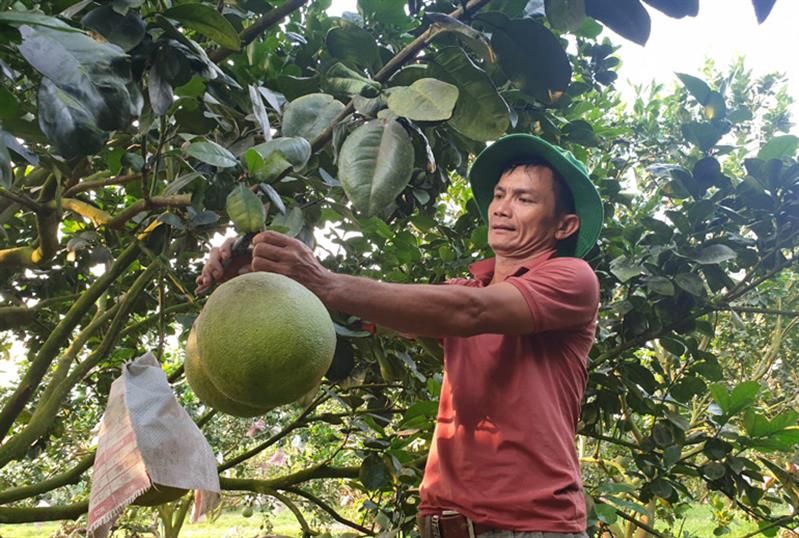 Anh Nguyễn Trung Hưng thu hoạch bưởi da xanh