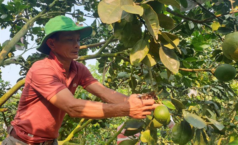 Anh Hưng cắt tỉa bớt trái con để đảm bảo trái bưởi phát triển to và tròn đều