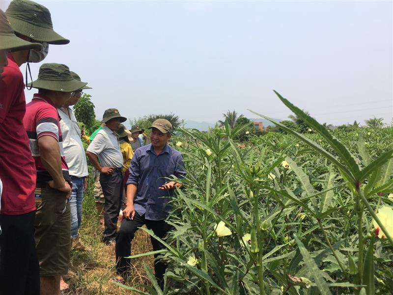 Cán bộ kỹ thuật công ty TNHH Linh Đan giới thiệu quy trình trồng cây đậu bắp