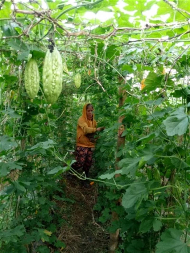 Chị Mai thu hoạch khổ qua trong vườn