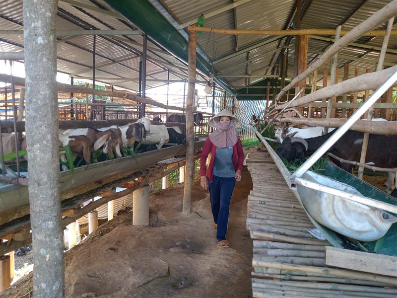 Chị Hồ Thị Phương đang chăm sóc đàn dê 