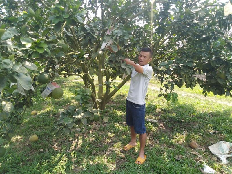 Anh Nguyễn Trung Hưng - xã Đạ Lây bên vườn bưởi của gia đình hàng năm cho thu nhập 1,2 tỷ đồng trên 1ha