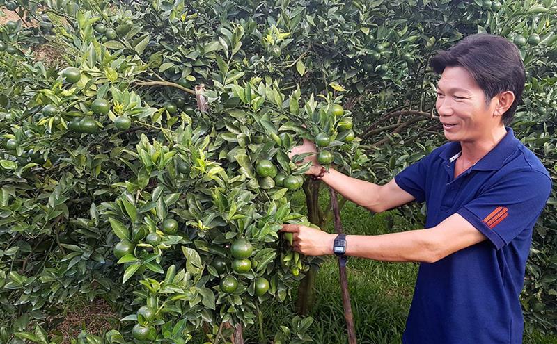 Mô hình trồng quýt đường của anh Nguyễn Văn Nhân - xã Quảng Trị cho thu nhập trên 4 tỷ đồng 1 năm