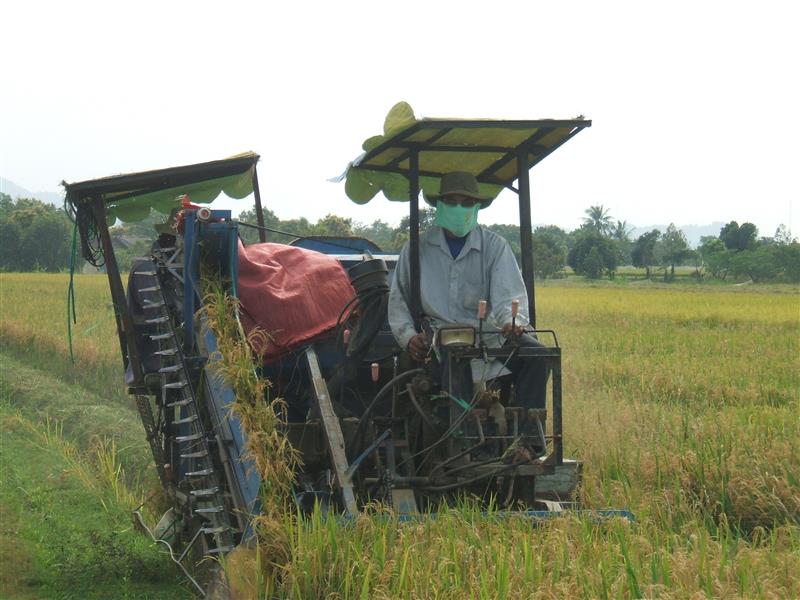 Thu hoạch lúa giống tại xã An Nhơn