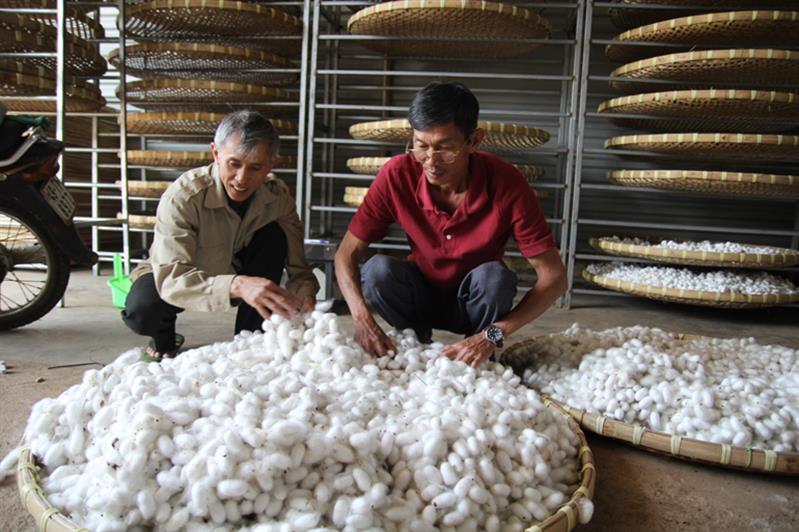 Giá kén tằm tăng mạnh nông dân vô cùng phấn khởi