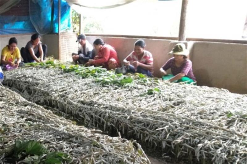 Mô hình trồng dâu nuôi tằm đã giúp nhiều bà con đồng bào dân tộc thiểu số ở thôn Đạ Nhar (xã Quốc Oai, huyện Đạ Tẻh, Lâm Đồng) nâng cao thu nhập, thoát nghèo bền vững. Ảnh: Việt Quỳnh