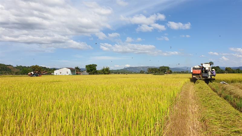 Nông dân xã An Nhơn (huyện Đạ Tẻh) thu hoạch nếp quýt. Ảnh: Đông Anh