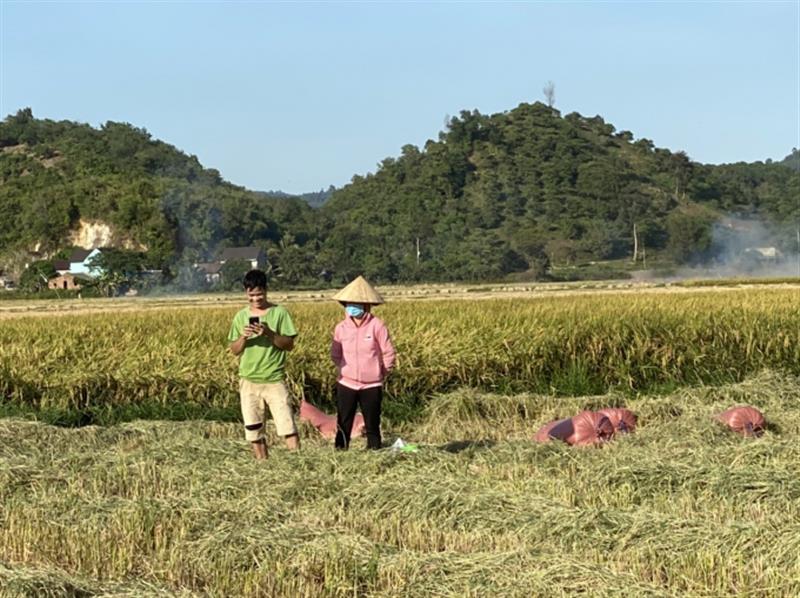 Nhờ có lợi thế về thổ nhưỡng và khí hậu, mỗi năm, nông dân xã An Nhơn có thể sản xuất được 3 vụ Nếp Quýt thu nhập bình quân 150 triệu/ha