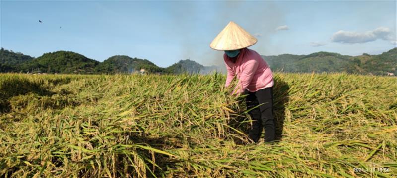 Gạo Nếp Quýt Đạ Tẻh được Cục Sở hữu trí tuệ (Bộ Công thương) cấp giấy chứng nhận nhãn hiệu từ ngày 15/11/2016.