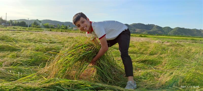 Mỗi hecta, năng suất Nếp Quýt đạt sản lượng khoảng 7 tấn. Hầu hết, sản phẩm của nông dân được tiêu thụ nhanh chóng ngay sau mùa vụ. Riêng sản phẩm hữu cơ, thương lái thu mua ngay tại đồng ruộng.