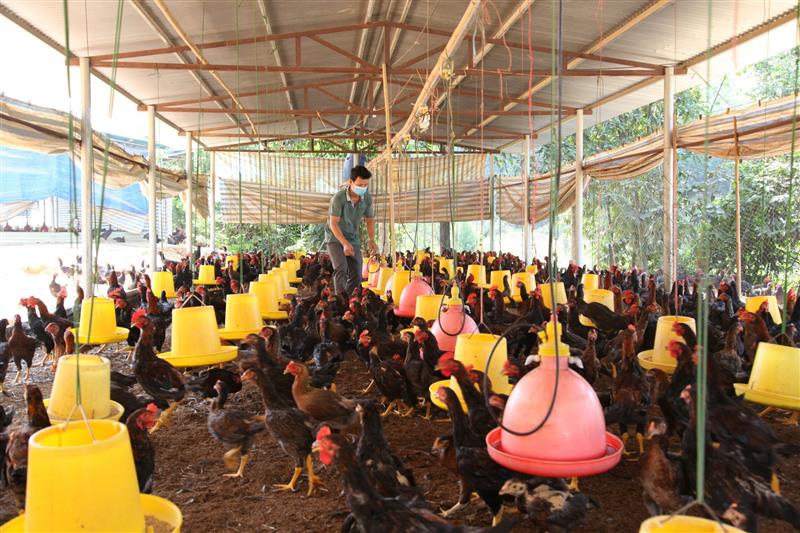 Anh Nguyễn Văn Long đang cho đàn gà ăn