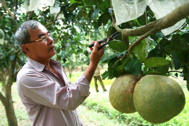 Những vườn cây ăn trái tại xã Quảng Trị mang lại hiệu quả kinh tế cao cho người nông dân