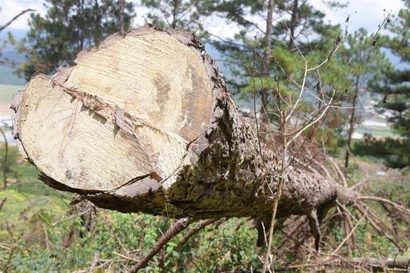 Công tác bảo vệ và phát triển rừng ở Lâm Đồng diễn biến hết sức phức tạp
