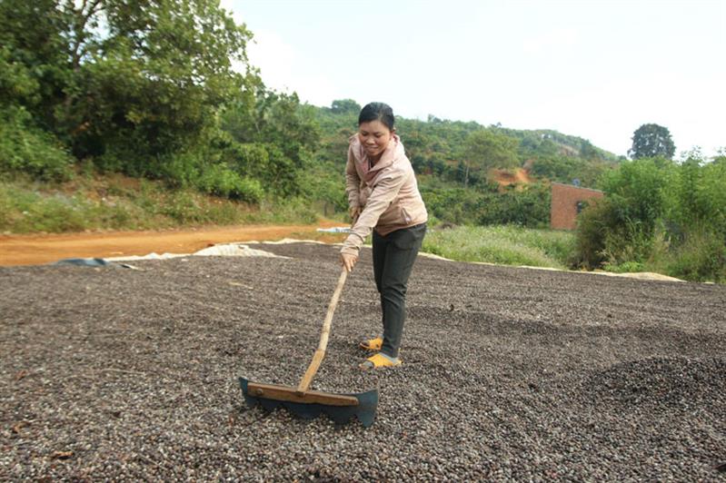 Mùa này, trước mỗi sân nhà ở thôn Tôn K’Long đều phơi đầy cà phê