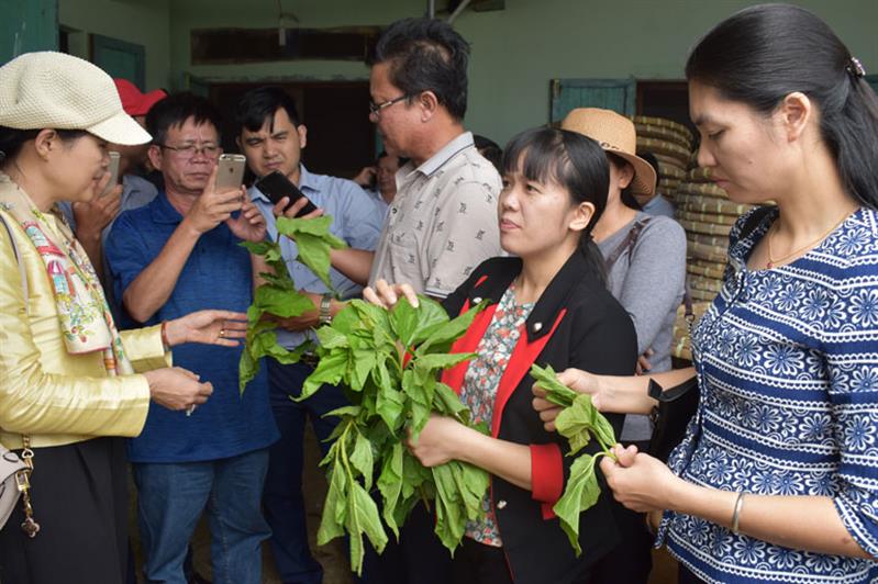 Hội thảo giới thiệu các loại dâu giống mới nội địa trồng ở Lâm Đồng đạt năng suất cao