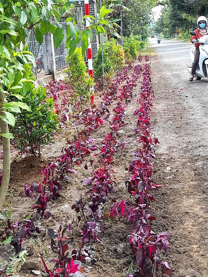 Một số hình ảnh trong buổi ra quân trồng hoa tại xã Triệu Hải