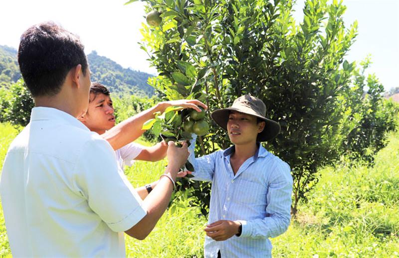 Anh Nguyễn Thái Sơn (bìa phải) giới thiệu trang trại quýt đường sinh học của mình với khách đến tham quan.