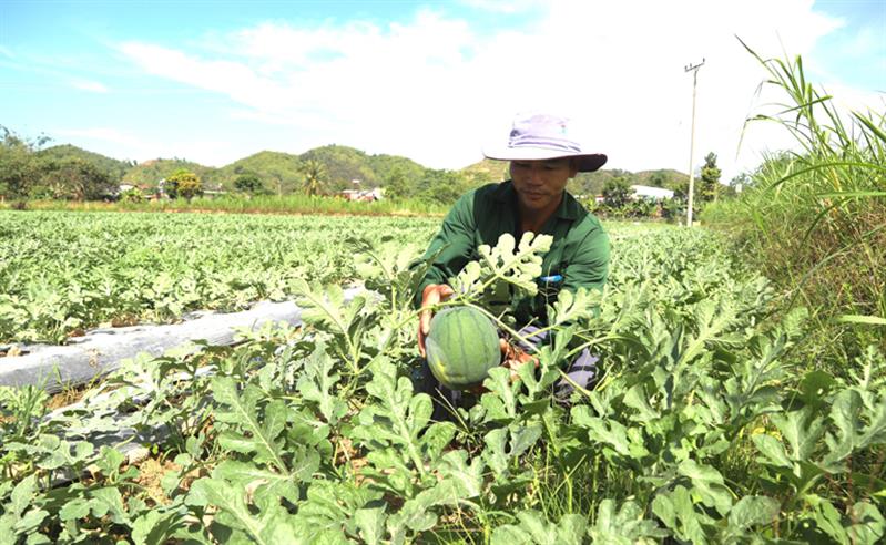 Người dân huyện Đạ Tẻh đang trồng gần 200 hecta dưa hấu để bán tết