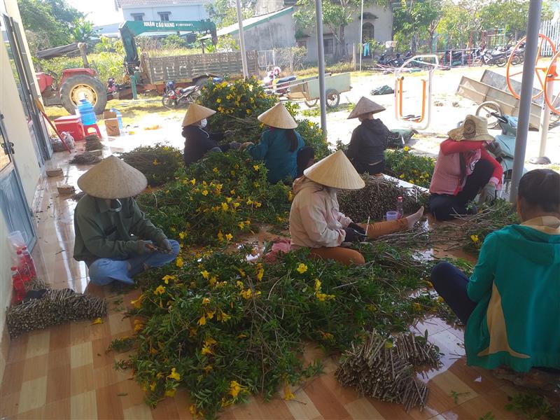 Chị em Hội viên phụ nữ xã An Nhơn cắt chọn cây hoa giống