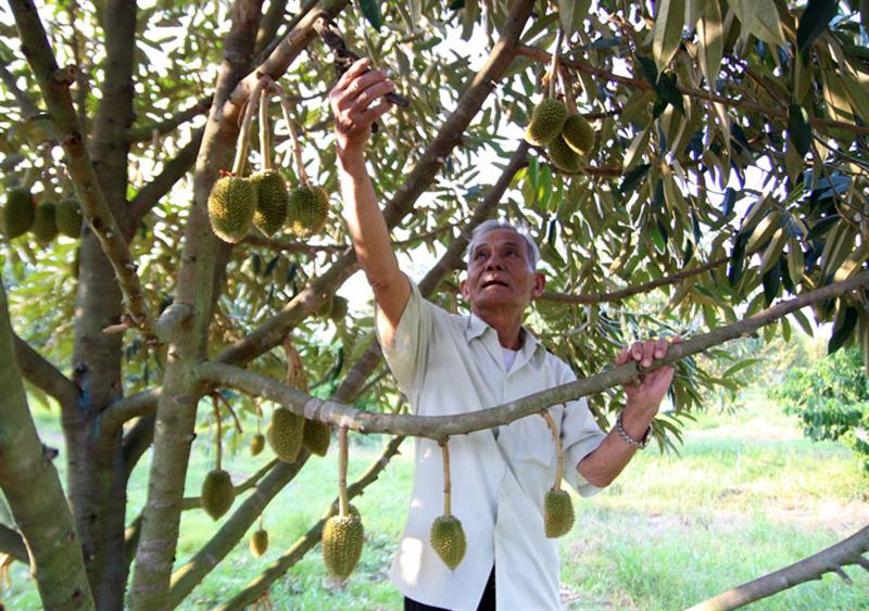 Ông Nguyễn Nhu bên vườn sầu riêng trĩu quả