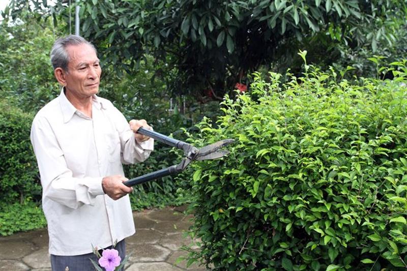 Ông Phan Văn Đãi cắt tỉa hàng rào cây xanh trước nhà. Ảnh: Đ.Anh
